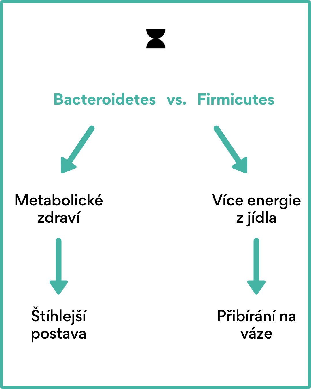Firmicutes vs. Bacteroidetes vliv na hmotnost
