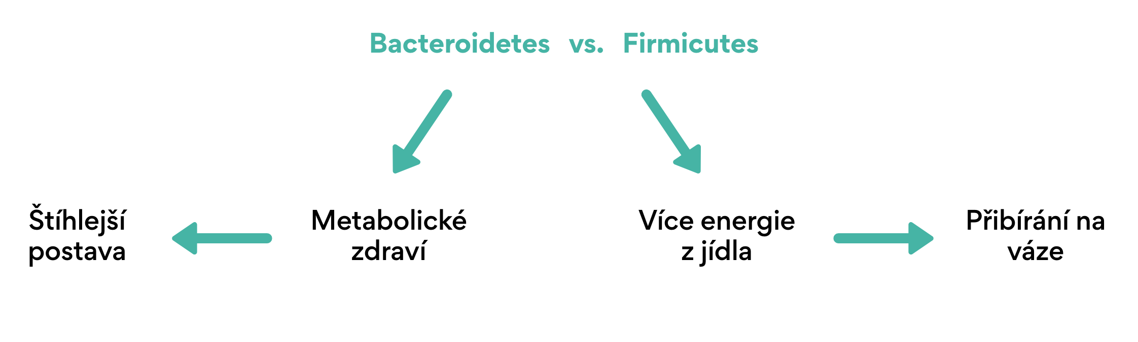 Firmicutes vs. Bacteroidetes vliv na hmotnost