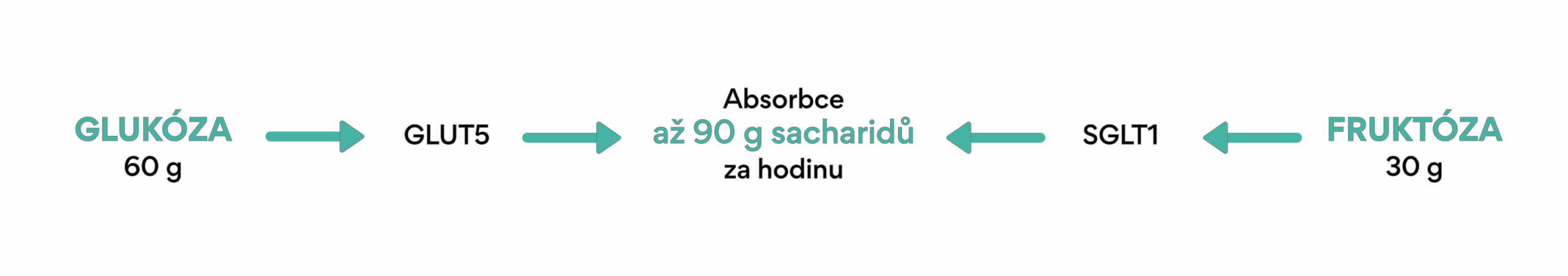 vytrvalostní sport zažívání graf fruktoza a glukoza